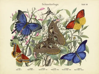 Mariposas, c.1860